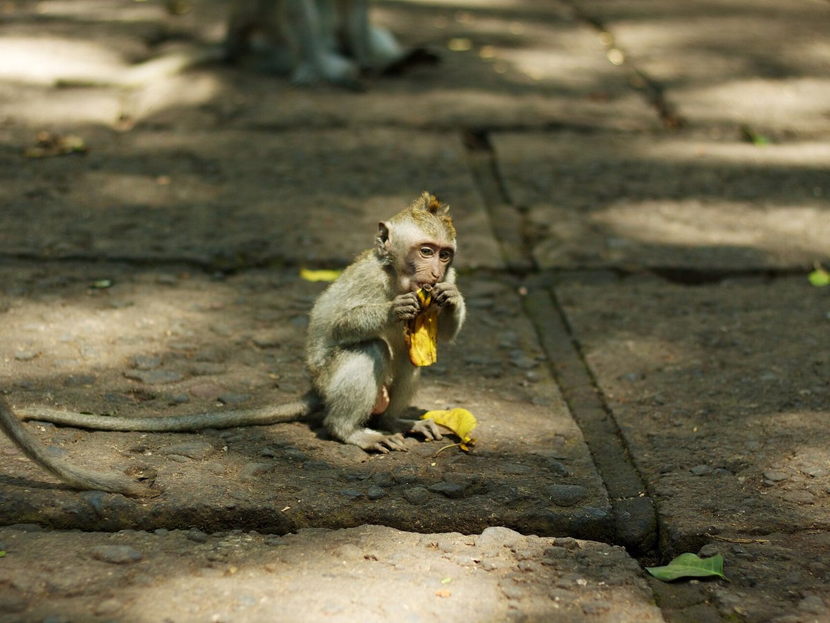 Long tailed macaque sitting on a moss covered stone statue in the Sacred Monkey Forest Ubud Bali