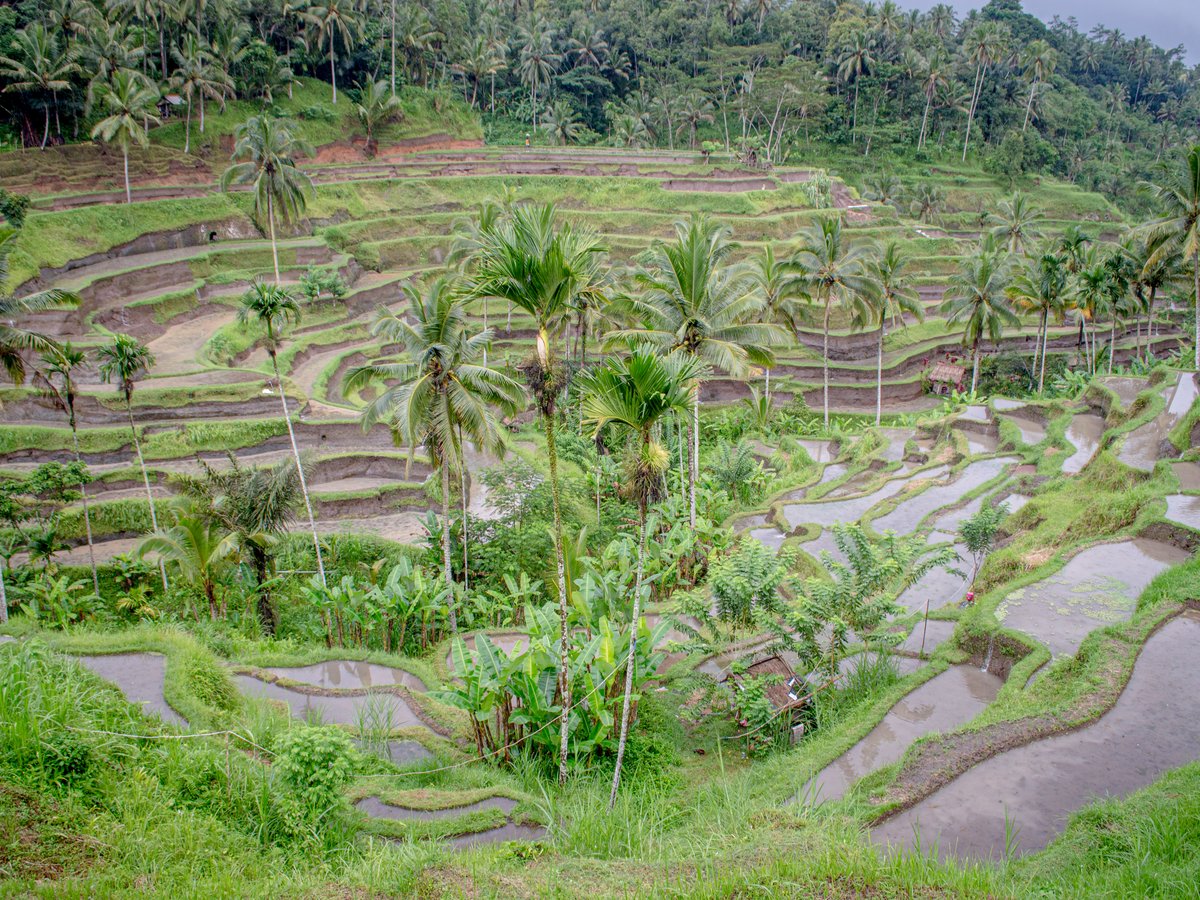 Tegallalang rice terraces near Ubud Bali with layered green paddies and coconut palms in morning light